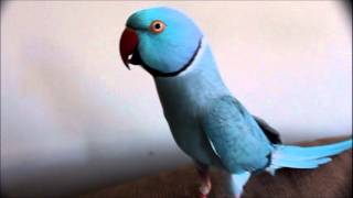 Sounds of Skyler the Indian Ringneck Parakeet [upl. by Ingham]