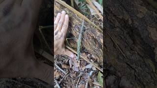 Gigiantic stick insect Order Phasmatodea from the Amazon shorts stickinsect insects insectos [upl. by Nil941]