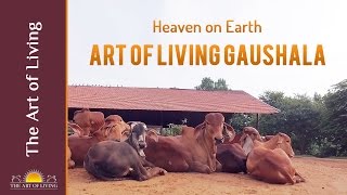 Sri Sri Gaushala a Heaven on Earth for Cows  Best Gaushala in the World  Art of Living [upl. by Ahsier902]