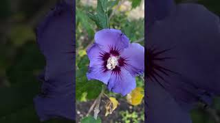 This is Hibiscus Syriacus Also apparently known as Rose of Sharon [upl. by Jamille]