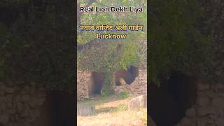 Real Lion King In Navab Vajid Ali Garden Lucknow lion lionking panther garden lucknow india [upl. by Ekalb]