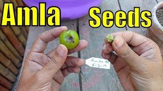 Gooseberry Amla Ki Seedling Bi Kr Di Ab Dekhte Hain Kya Result Milta Hai [upl. by Niddala]