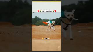 Indian Army dogsindian flag dogsarmy dog attitude sigma love trendingshorts shortsfeed [upl. by Aihsenor]