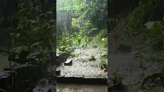 তুমুল বৃষ্টি সঙ্গে ঝড়ো হাওয়া ☔ rain rainsounds thunder relaxing relaxingsoundsytshortবৃষ্টি [upl. by Molohs]