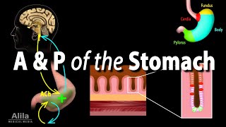 Anatomy and Physiology of the Stomach Animation [upl. by Auguste]