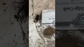 🐜short shorts nature animals bug shortfeed crawling youtubeshorts youtube wildlife [upl. by Polad]