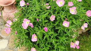 oenothera speciosa rosea [upl. by Eidroj]