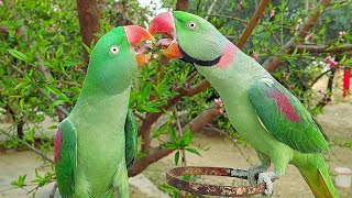 Alexandrine Parrots Mating Dance  Parrots Kissing Each Other [upl. by Haile]