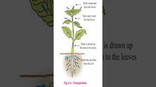 Transpiration amp Types of guard cellBiology amp Botany 12thbiology biologyscience biology botany [upl. by Alrick]