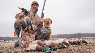 My Last Duck Hunt of the Season Stud Mallards with My Dog Fred [upl. by Llehsram]