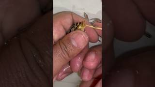 Malavi auratus cichlid fish giving birth 😍🐳 fish 魚 물고기 [upl. by Eeresid]