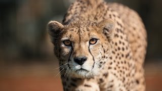 Гепард лат Acinonyx jubatus [upl. by Nwadrebma]