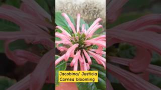 Jacobina Justicia Carnea flowers Blooming in pink color shorts [upl. by Anan]