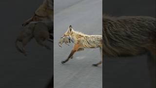 Less Known Facts about Coyotes [upl. by Nnaeitak]