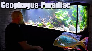 125 Gallon Geophagus Paradise Aquarium [upl. by Edahc]