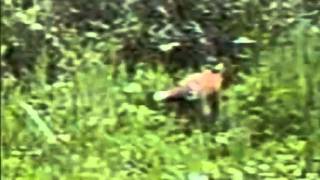 fox eating brambles  Tophill Low NR [upl. by Anh86]