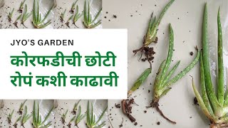 कोरफड कशी लावावी । कोरफडीचे रोप कशी काढावी । how to grow aloe vera at home in Marathi । बनवूया बाग [upl. by Teodoor]