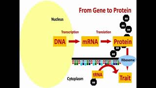 From DNA to Protein [upl. by Rotman537]