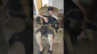 Bear Likes To Be Rocked 🐾❤️ fy germanshepherd funnyshorts [upl. by Tidwell764]