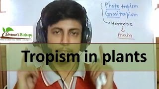 Tropism in plants  phototropism geotropism etc [upl. by Rosamond]