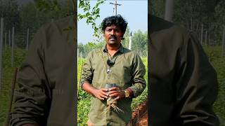 உலகிலேயே விலை உயர்ந்த மரம் இதுதான்😱  Er kalappai agriculture shortsfeed [upl. by Kin933]