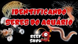 Reef Show 15  Identificando Seres do Aquário 1  Aquário Marinho [upl. by Donadee131]