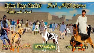 Sardi Aty He Special Dogs 🐕 Market Mai Dogs Ki Barish 😍 part106  Pk Animals [upl. by Attelrahc]