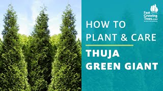 Thuja Green Giant Arborvitae  How to Plant amp Care [upl. by Odnolor]