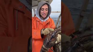 Huge Maine Lobster [upl. by Noell]