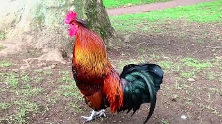 Rooster Crowing Compilation Plus  Rooster crowing sounds Effect 2024 [upl. by Thorn]