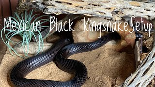 Mexican Black Kingsnake Cage Upgrade [upl. by Shamma577]