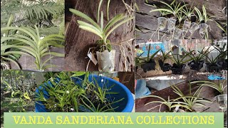 Unboxing Parcel  Vanda Sanderiana Collections  El Paraiso  V276 [upl. by Enileme609]