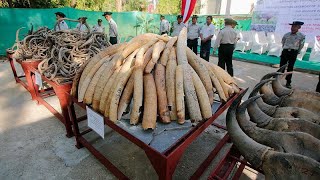 Les éléphants sauvages voués à disparaître en Birmanie [upl. by Earej939]