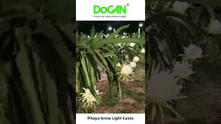 Pitaya grow light which can bring huge profits to pitaya cultivation agriculture pitaya growth [upl. by Thorley]