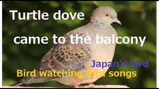 Turtle dove came to the balconyCloseup shot5th Turtle dove is a symbol of love Bird watch [upl. by Hannej982]