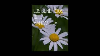 planta medicinal manzanilla [upl. by Neiman]