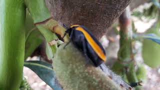 Pachnoda marginata is a Beetle commonly called the sun beetle or Congo chafer beetle [upl. by Sieber96]