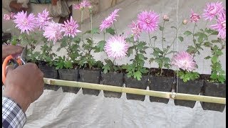 Grow Chrysanthemum Chandramallika plant in hanging pot with English subtitle [upl. by Nesmat]