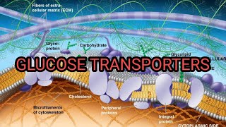 Glucose Transporters  தமிழ்  Biochemistry [upl. by Aitercul487]