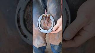 Trimming horse hoof foryou satisfying horsehoof horseshoe [upl. by Johst]