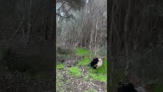 Escape to the natural beauty of Yanchep National Park 100k 1000subscriber viralvideo [upl. by Swetlana175]