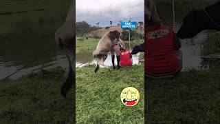 Amazing funny video🤣🤣trending youtubeshortsviralvideo funnyfunnyvideo facebook funny funny [upl. by Mauretta]