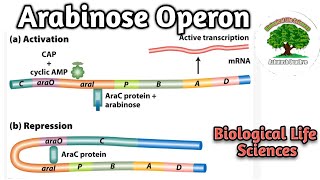 Arabinose Operon [upl. by Assilat]