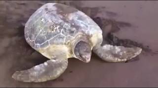 Green Turtle Tortuguero Costa Rica  Mawamba Lodge [upl. by Enelear]