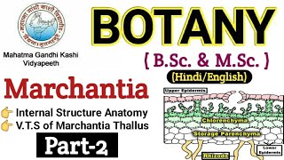 Marchantia  VTS of Marchantia ThallusBSc 1st year BotanyInternal Structure of Marchantia Thallus [upl. by Vincenty385]