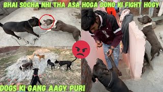 Fight hogy golu ka reaction 😲 trending ​⁠​⁠RitikDogKennel177 [upl. by Callan974]