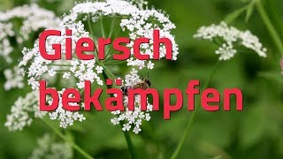 Giersch bekämpfen Unsere Tipps [upl. by Eerehc]