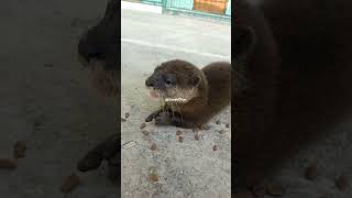 Otter eating catfood otter animals berangberang [upl. by Almeda469]