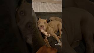 sleepyheads drakoltbulliez xlbully myanimal mydog puppy americanbully [upl. by Amal954]