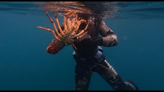 Boxing Day Dive  CrayfishSealsOctapus [upl. by Lenni]